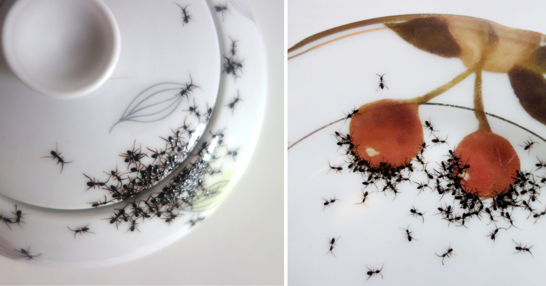 New Disturbing Dishware Covered With Ants By Evelyn Bracklow DeMilked