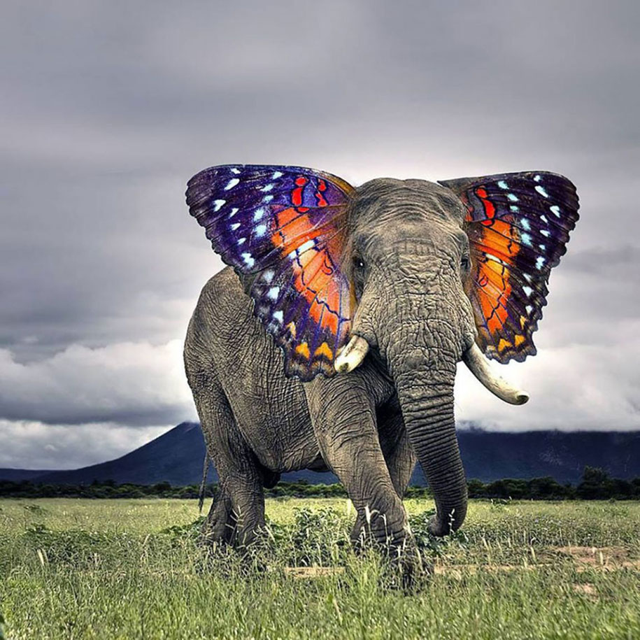 15 Hybrid Animals Born In The Land Of Photoshop DeMilked