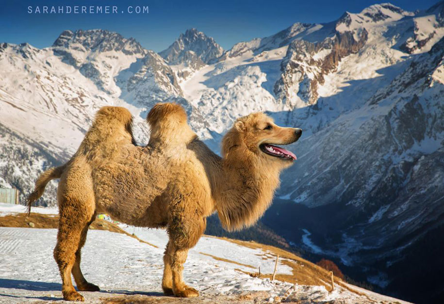 15 Hybrid Animals Born In The Land Of Photoshop DeMilked