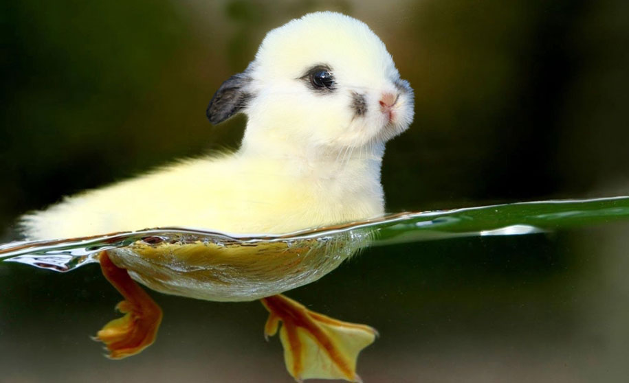 15 Hybrid Animals Born In The Land Of Photoshop DeMilked