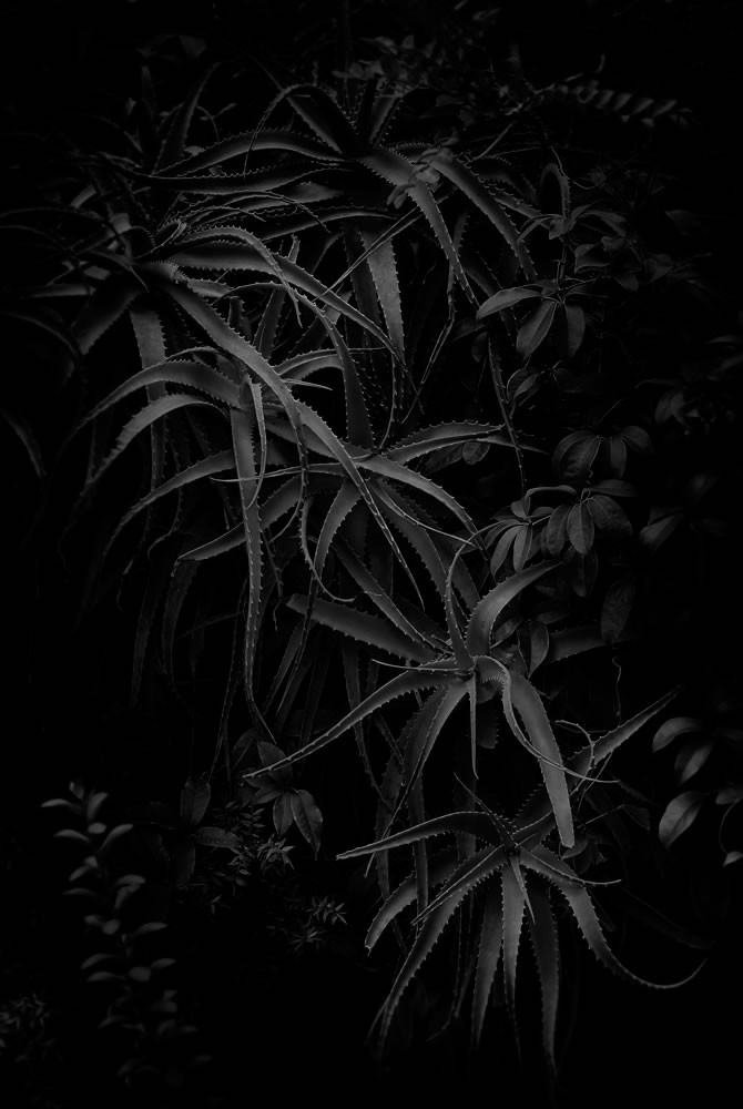 Naked Garden Fabrice Bigot Shoots The Secret Lives Of Flowers DeMilked