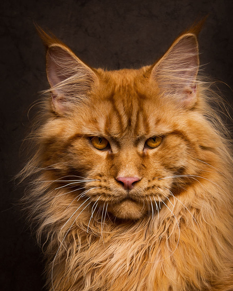 Maine Coon Cats Photographed As Majestic Mythical Beasts DeMilked Maine Coon Cats Photographed As Majestic Mythical Beasts DeMilked