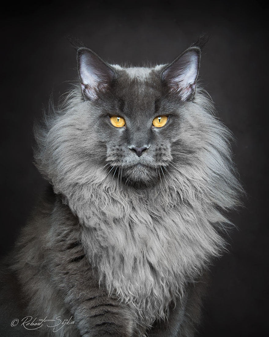 Maine Coon Cats Photographed As Majestic Mythical Beasts DeMilked Maine Coon Cats Photographed As Majestic Mythical Beasts DeMilked