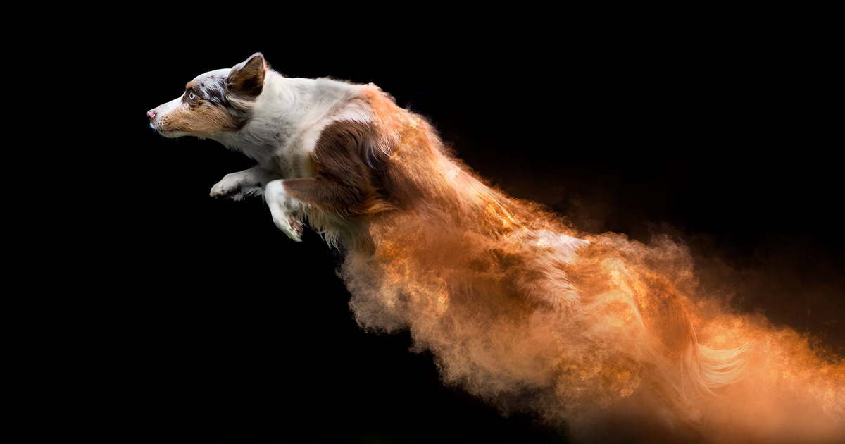This Photographer Tossed Powder On Some Dogs And The Photos Turned Out