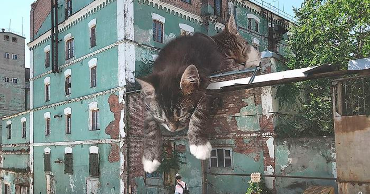 giant cats