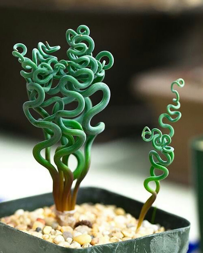 Live Assorted Succulent Plants - 10/20/30 Pack - Randomly Selected, Rooted, No Planter