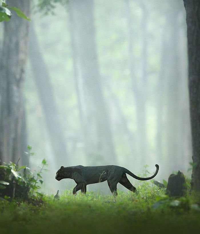 19 Photos Showing A Majestic Black Panther Roaming Through The Jungles 19 Photos Showing A Majestic Black Panther Roaming Through The Jungles