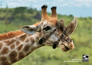 30 Shocking Animal Ad Campaigns That Will Make You Rethink Your ...