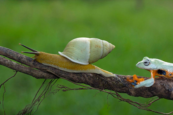 Lazy Frog Takes A Ride On The Back Of A Snail | DeMilked