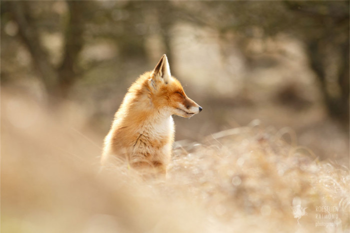 Zen Foxes: Photographer Says We Should Learn How To Relax From Animals ...