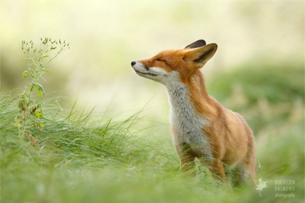 Zen Foxes: Photographer Says We Should Learn How To Relax From Animals ...