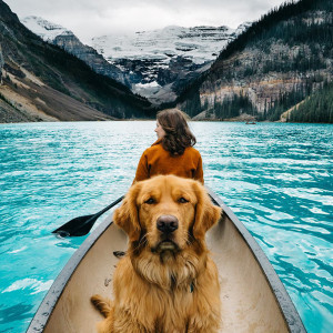 Aspen Is The Majestic Dog That Accompanies His Owners On Wilderness