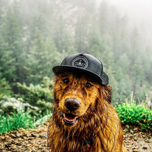 Aspen Is The Majestic Dog That Accompanies His Owners On Wilderness