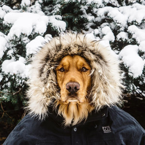 Aspen Is The Majestic Dog That Accompanies His Owners On Wilderness