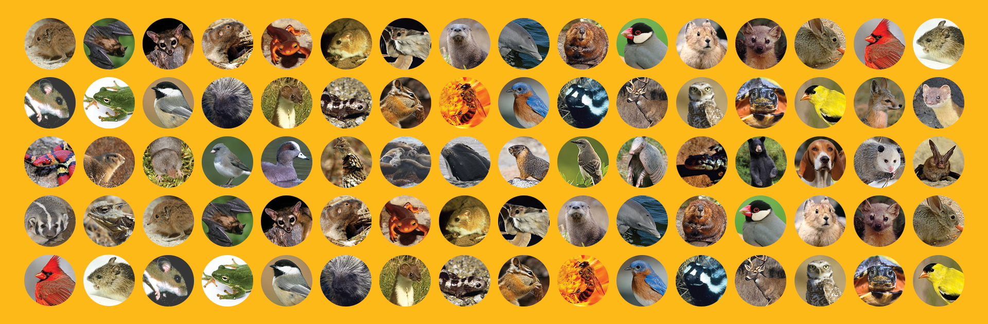 The Cutest Animals in all United States DeMilked