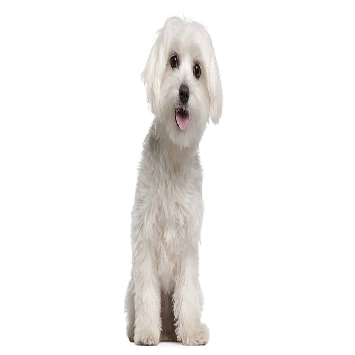 What does it means by Lifetime Pet Insurance DeMilked