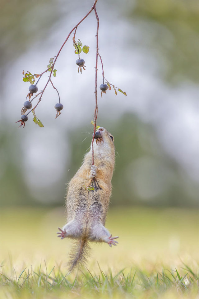 Finalists Of The Comedy Wildlife Photography Awards 2016 | DeMilked