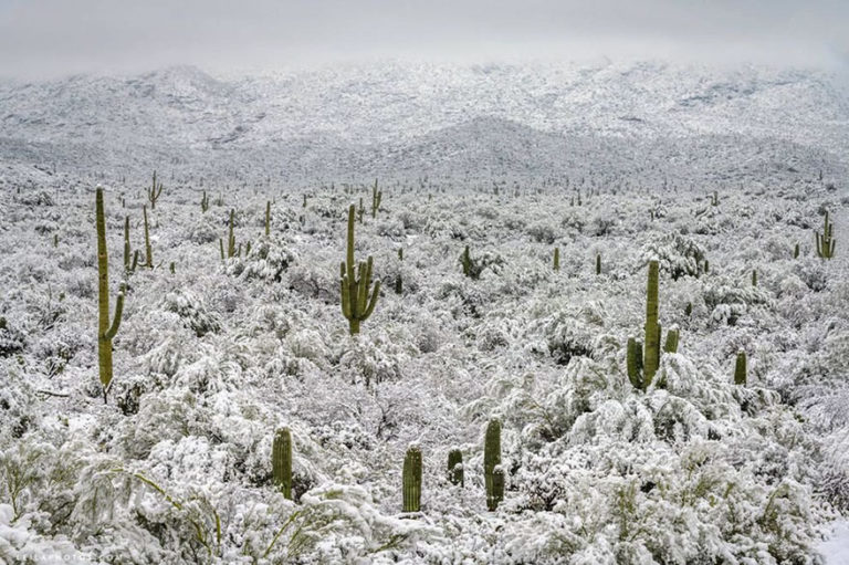 Snow Just Fell In Arizona Desert And Even Though These 17 Photos Look