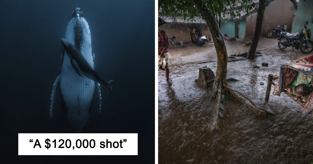 Breathtaking Photo Of A Sleeping Whale Wins $120k Prize At The HIPA