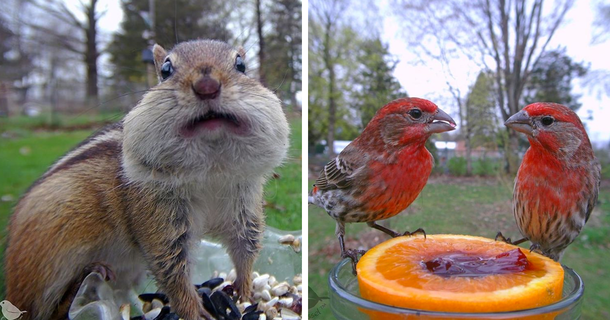 Woman Takes Incredible Photos Of Birds Using A Camera Hidden Inside A