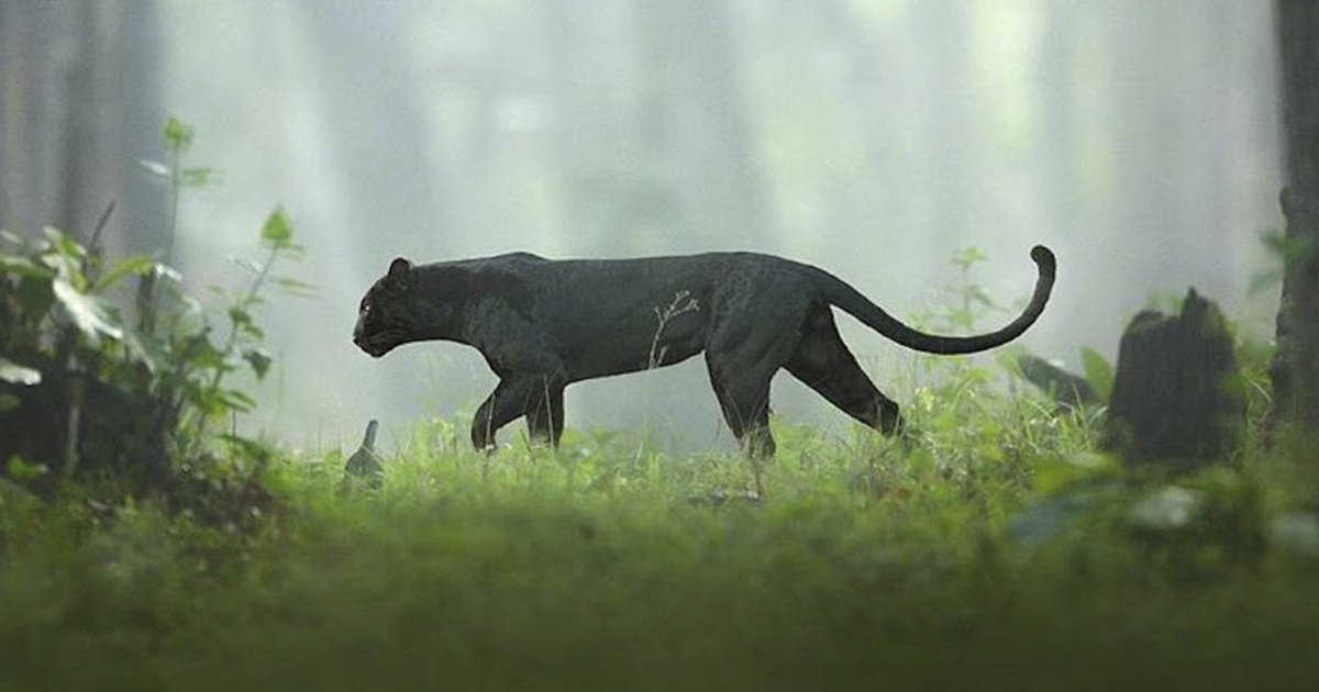 19 Photos Showing A Majestic Black Panther Roaming Through The Jungles 19 Photos Showing A Majestic Black Panther Roaming Through The Jungles