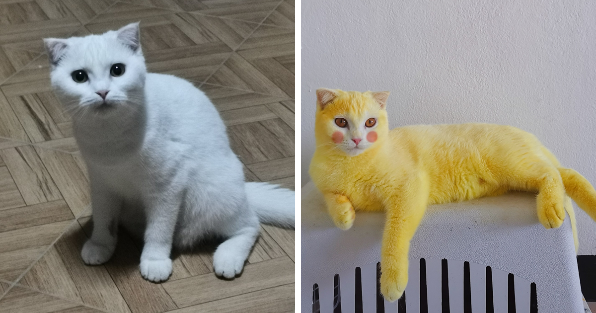 Thai Woman Uses Turmeric To Treat Her Cat's Fungal Infection