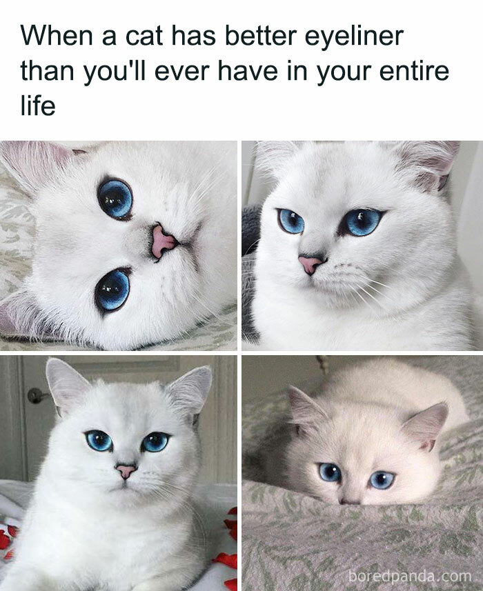 Makeup Cat Meme Saubhaya Makeup Makeup Cat Meme Saubhaya Makeup