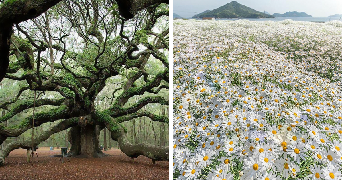 30 Of The Most Stunning Plants Nature Has Blessed Us With Shared To