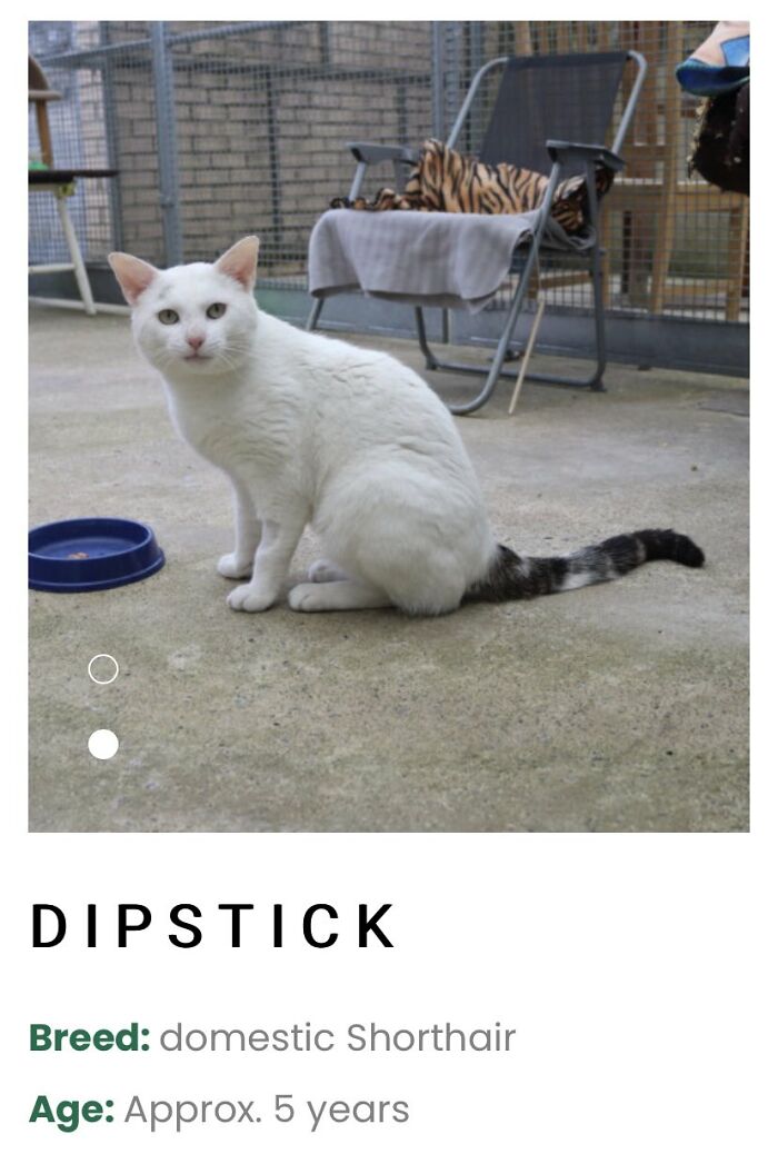 30 Of The Most Creative Pet Names Shared By Petfinder Names DeMilked