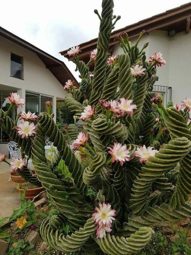 20 Mysterious And Odd-Looking Plants Shared And Identified By Members ...