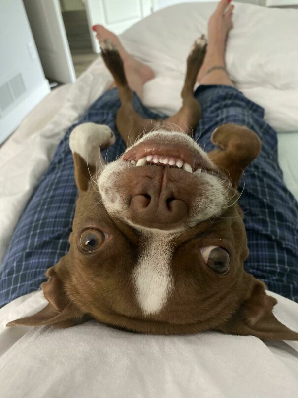 30 Times Pets Hilariously Invaded Owner's Personal Space DeMilked(01)