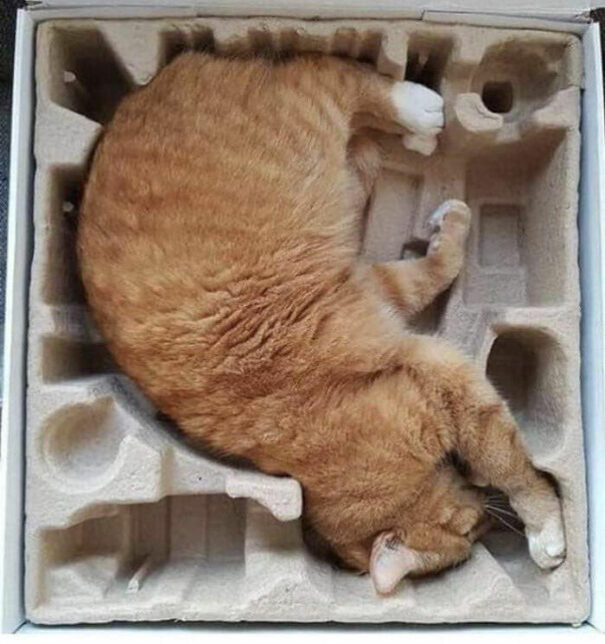 'The Cat Trap Is Working' Online Group Shares Funny Cats Fitting Into