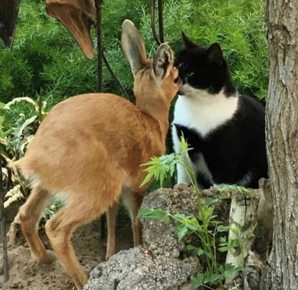 20 Hilarious Animals Spotted Goofing Around, As Shared On This ...
