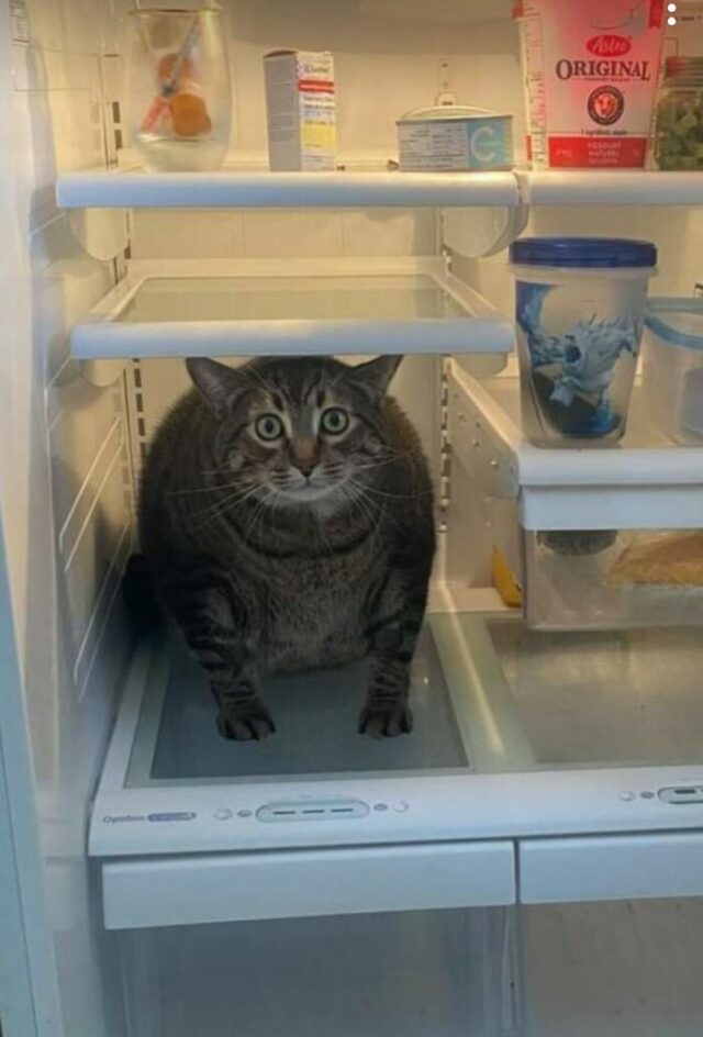 20 People Are Sharing Weird Fridge Interiors, And Here Are 20 Of The