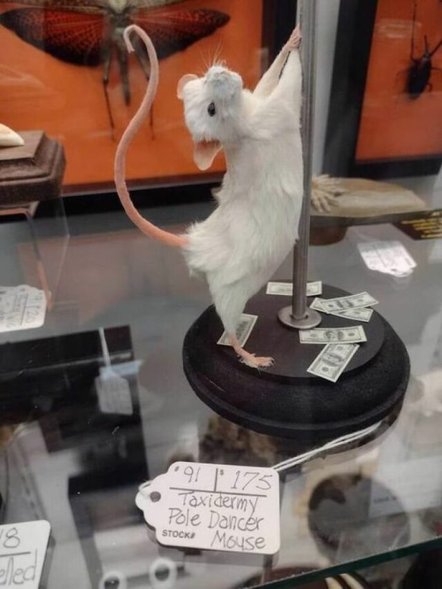 20 Funny Examples Of Taxidermy Gone Horrifically Wrong | DeMilked