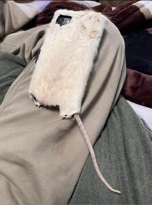 20 Funny Examples Of Taxidermy Gone Horrifically Wrong | DeMilked