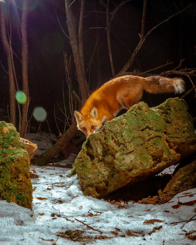 Photographer Sets Up His DIY Camera Trap In The Forest And Captures