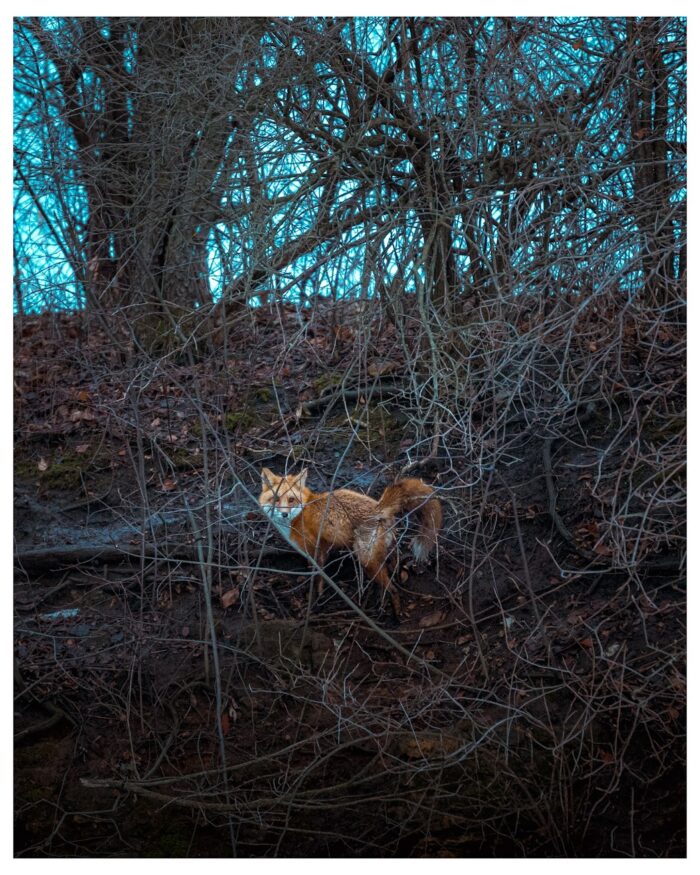 Photographer Sets Up His DIY Camera Trap In The Forest And Captures