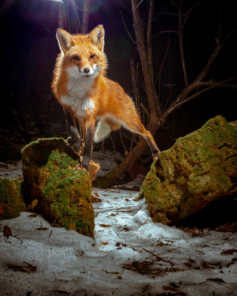 Photographer Sets Up His DIY Camera Trap In The Forest And Captures