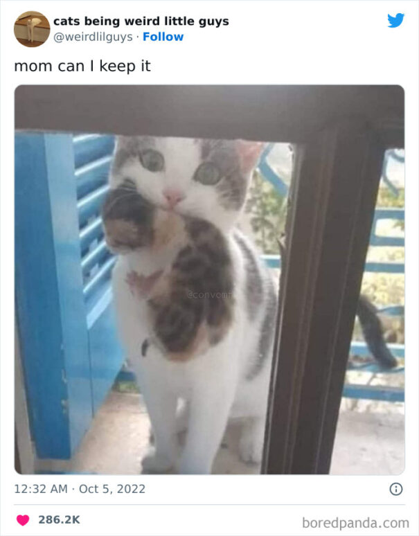 30 Times Cats Acted So Funny, People Had To Share Their Pics In "Cats