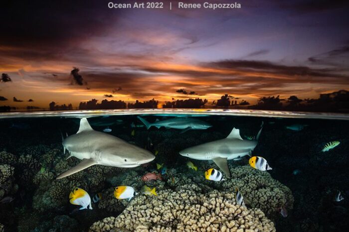 20 Mesmerizing Winning Images From The 2022 Underwater Photographer Of ...