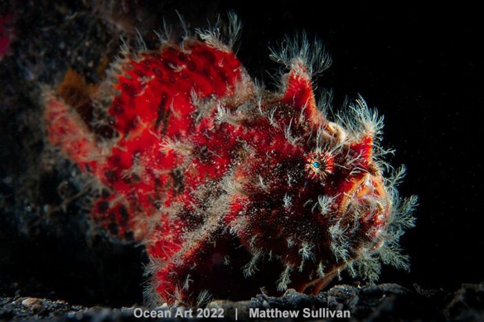20 Mesmerizing Winning Images From The 2022 Underwater Photographer Of ...