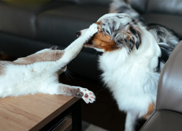 20 Wholesome Facts To Make You Smile | DeMilked