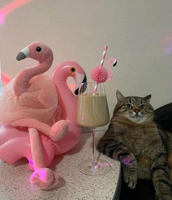 30 Random Moments Captured When Animals Were Found At Unexpected Places ...
