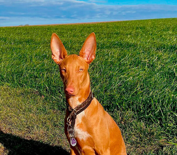 20 Of The Rarest And Most Extraordinary Dog Breeds Of The World | DeMilked