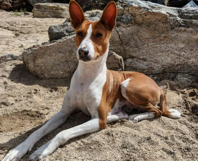 20 Of The Rarest And Most Extraordinary Dog Breeds Of The World | DeMilked