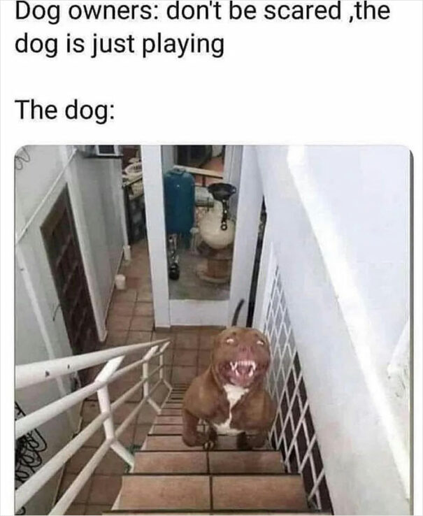 20-absolutely-delightful-memes-shared-on-the-instagram-page-meme-lord