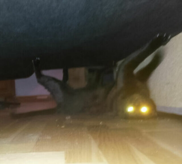 Pets Getting Scared 30 Times Pets Scared The Living Daylights Out Of Their Owners | DeMilked
