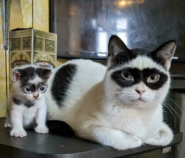 30 Animals Showcasing Unique And Extraordinary Fur Markings | DeMilked