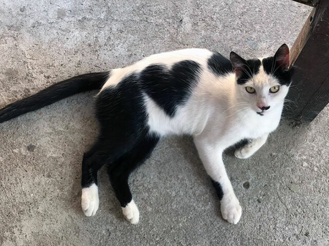 30 Animals Showcasing Unique And Extraordinary Fur Markings | DeMilked